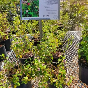 Buttonsage Native Lantana