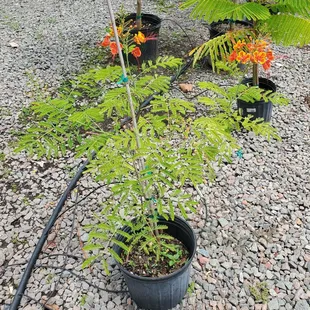 A dwarf Poinciana tree - So pretty