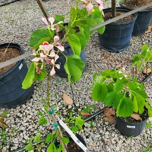 Pink orchid tree
