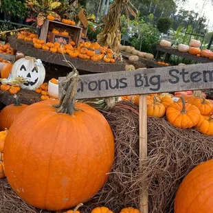 Pumpkin wall- patch | Kerbys Nursery | Seffner FL | Oct 8, 2021