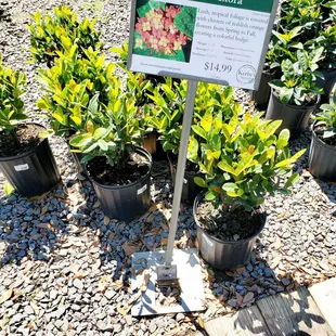 I bought these Maui Red Ixora today. I love Kerby shrubs. They last a long time.