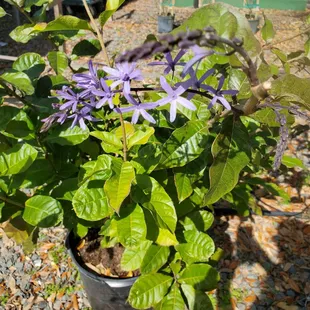 A beautiful Queen&apos;s Wreath vine