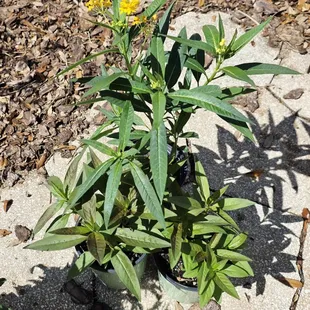 More milkweed for the monarch butterfly caterpillars