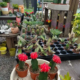 Succulents