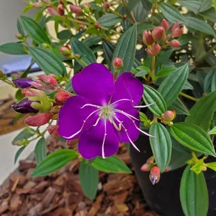 Princess Flower