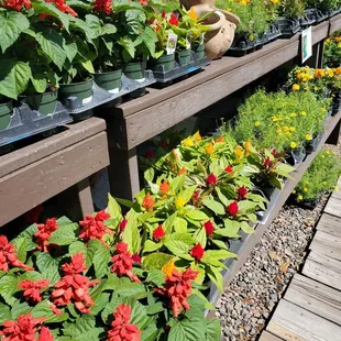 Beautiful plants!