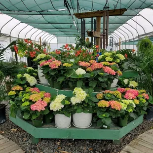 Display of Hydrangeas