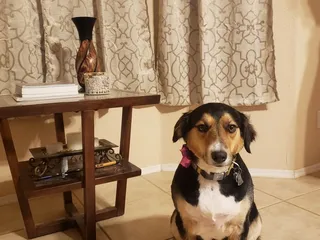 4 Paws Grooming Salon