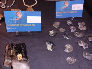 Buena Vista Museum of Natural History & Science