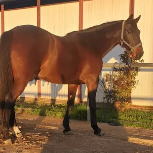 Ciao handsome guy, great horse to work with!