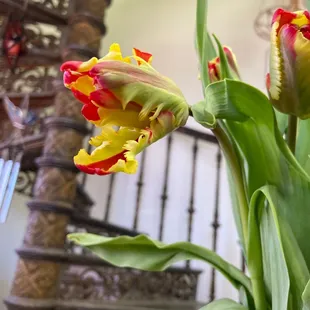 Parrot Tulips