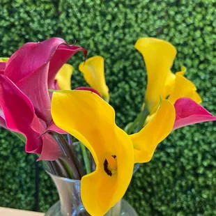 Mini Calla Lilies