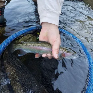 Native Kern River Rainbow!