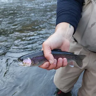 Beautiful Kern River Rainbow Trout