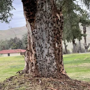 If this tree could talk!