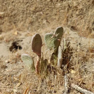 Cactus at camp