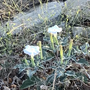 Flowers along parkway path