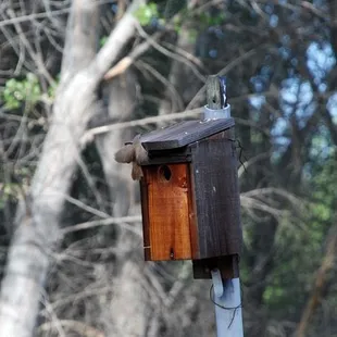 Bird landing on its nesting box