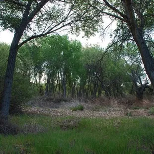 There's a deer hiding in the brush somewhere