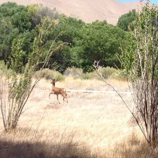 Scared a few deer...