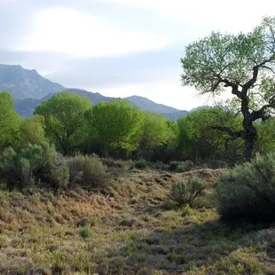 When the sun hits the trees, the birds sound like a symphony