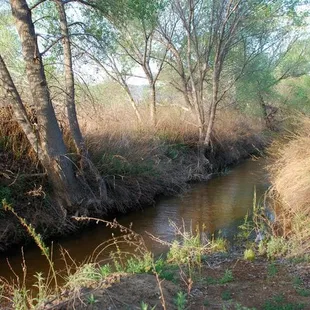 The water, tight tree density and knee-high plant layers offer birds a paradise