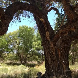 Love the old cottonwood trees