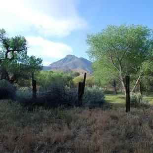 Rabbits are moving about in the low brush