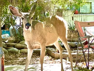 Kern River Rockin' Blues Festival