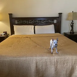 Big queen bed! Comfy