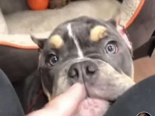 Eastland Animal Clinic