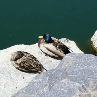 Sleepy ducks