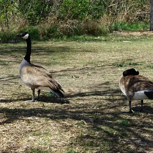 Geese