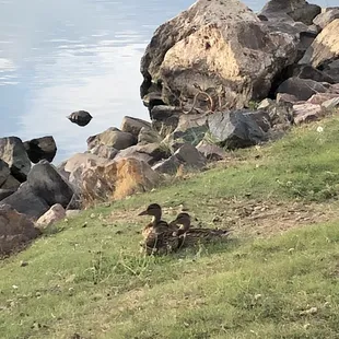 Baby Ducks