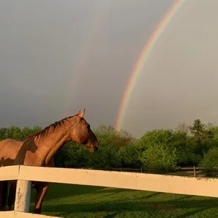 Red Looking At The 2 Rainbows