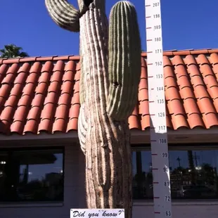 Very tall cactus.