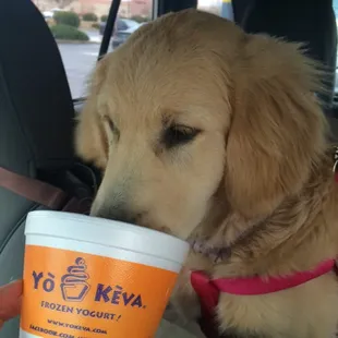 My golden retriever puppy loves frozen bananas from Keva!