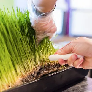 Wheatgrass