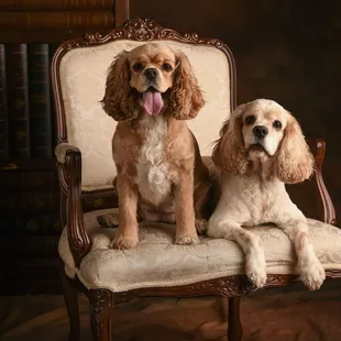Pet Photography