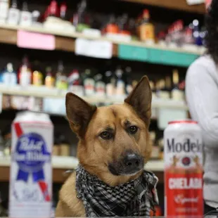 a dog sitting at a counter