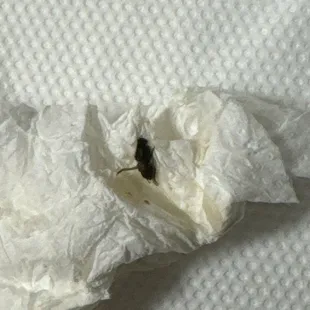 Fly inside my burrito, that I pulled out questioning what it was.