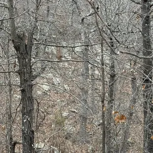 Keystone Ancient Forest