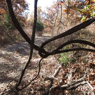 low hanging branches (just off the trail)