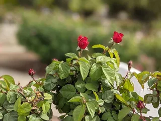 Rose Garden