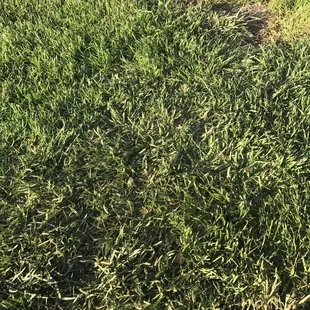 Beautiful ball fields. Not all about posting pics without permission from all parents so check out the pretty grass