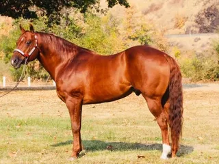 Good To Be Horsey