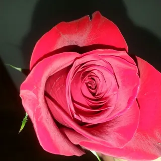 Ana C.