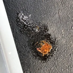 The grease from my Spicy famous bowl. It was filled to the top with watery grease.