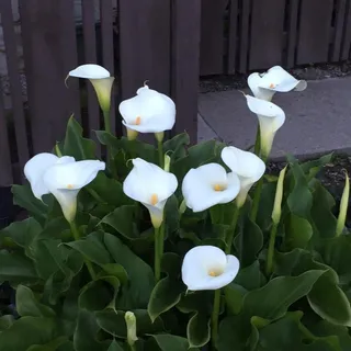 M S.