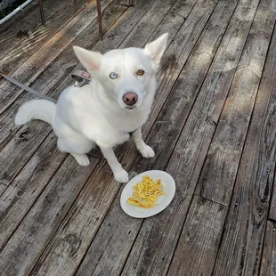 Plain scrambled eggs for my dog